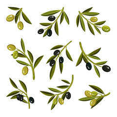 Flat vector set of small sprigs with leaves, green and black olives. Natural and healthy product. Organic food