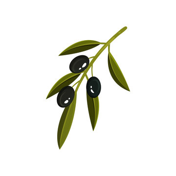 Small green sprig with three black olives and leaves. Organic food. Healthy and tasty product. Flat vector icon