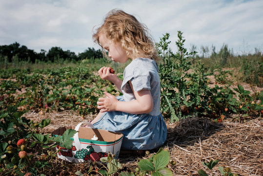 Girl eating strawberries in field