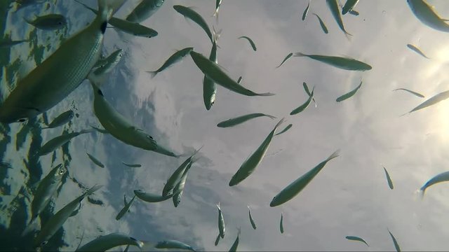 flock of gilt-head bream fish under sea water sun flares
