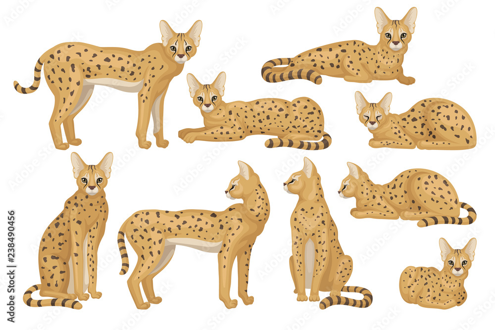 Wall mural flat vector set of african serval. graceful wild cat with large ears and black spots on brown coat. 