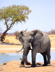 African Bull Elephant standing on the dry dusty savannah with a tree in the backgrund, Hwange National Park, Zimbabwe