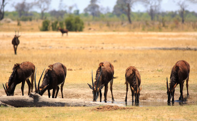 Herd of female sable antelopes with heads down drinking from a small waterhole in Hwange National Park, Zimbabwe