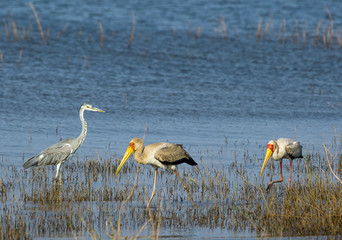 African Grey Heron and Two Yellow Billed Storks wading in shallow water on Lake Kariba, Zimbabwe