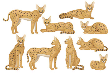 Flat vector set of African serval. Graceful wild cat with large ears and black spots on brown coat. Predatory animal © Happypictures