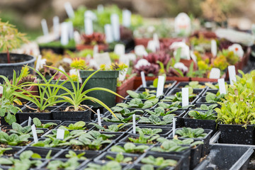 High angle view of various plants arranged in garden center