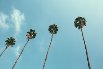Four palms