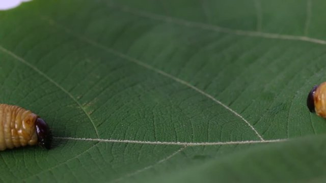Dynastinae worm motion video footage 
