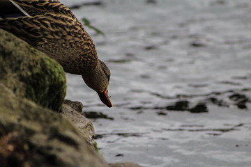 Duck feeding off by the pond