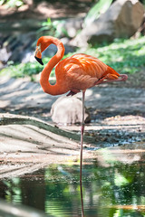 Fototapeta premium Flamingo stoi na jednej nodze