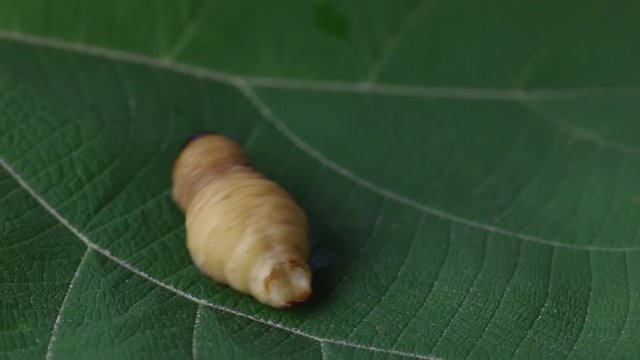 Dynastinae worm motion video footage 
