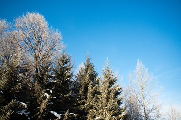 frozen birch and spruce against