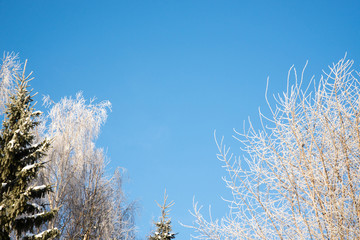 frozen birch and spruce against