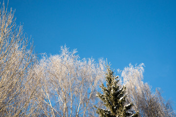 frozen birch and spruce against