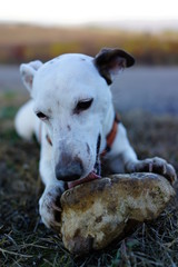 Jack Russell dog play with stone  in Huesca. Aragon, Spain