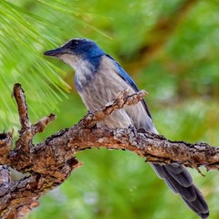 Scrub jay