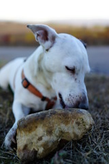 Jack Russell dog play with stone  in Huesca. Aragon, Spain