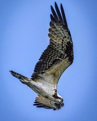 Osprey dive 