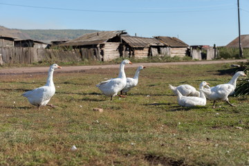 Fototapeta na wymiar White geese graze on the background of the old wooden sheds on a village street.
