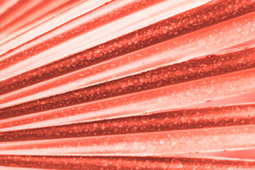 Tropical palm leaf background. The trend colour of the year 2019. Living Coral.