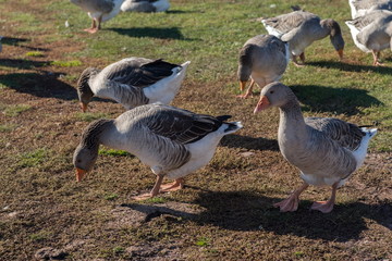Domestic colorful geese peck grass on an autumn lawn in the village.