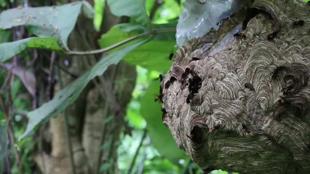 Big Wasp looking for food give Larva on wasp nest motion video footage
