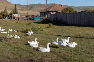 White geese graze near a wooden fence on a village street in the background of a village apartment building.