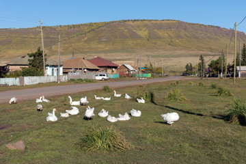 Domestic white geese are walking on the village street against the background of village houses.