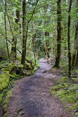 Fototapeta na wymiar Milford Track hiking adventures in New Zealand