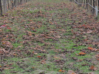 Huesca. Vineyards in Barbastro. Aragon, Spain