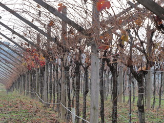 Huesca. Vineyards in Barbastro. Aragon, Spain