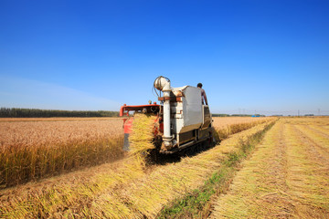 Harvester machine is harvesting rice