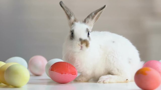 Adorable festive bunny playing with dyed Easter eggs licking and sniffing them