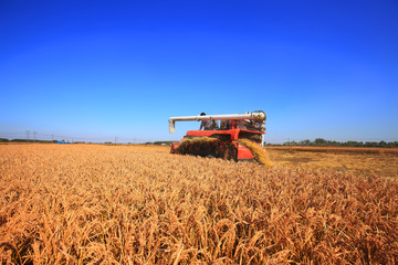 Obraz premium Harvester machine is harvesting rice