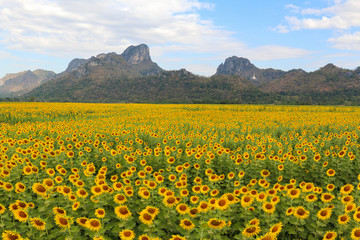 Sunflowers field and beautiful sky background.