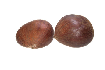 chestnut isolated on white background