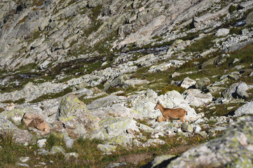 Young horned goat male alpine Capra ibex on the high rocks stone in Dombay mountains. North Caucasus. Russia