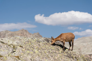 Young female alpine Capra ibex on the high rocks stone in Dombay mountains. North Caucasus. Russia