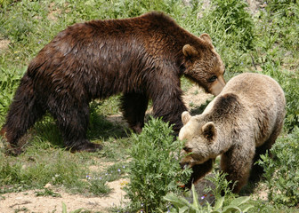Fototapeta premium Brown bear (Ursus arctos arctos)