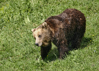 Brown bear (Ursus arctos arctos)
