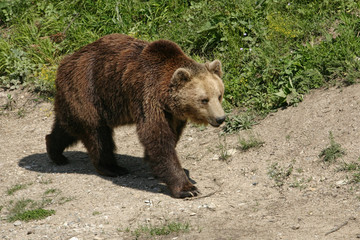 Fototapeta na wymiar Brown bear (Ursus arctos arctos)