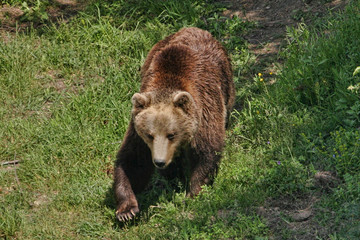 Brown bear (Ursus arctos arctos)