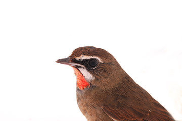 Luscinia calliope