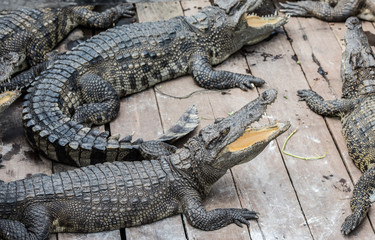 Crocodile farm in the lake in Cambodia