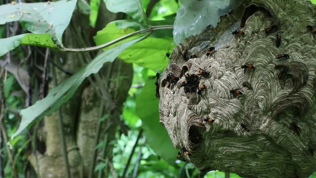 Big Wasp looking for food give Larva on wasp nest motion video footage
