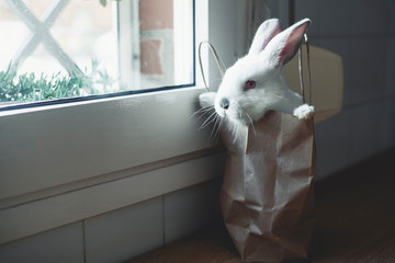 Close-up of rabbit standing in paper bag by window at home