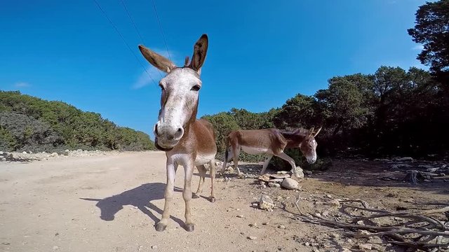 Funny wild donkey on the road on Karpas Peninsula, Northern Cyprus, laughs and shakes his ears. Wide angle, close up.