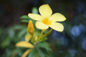 Fototapeta na wymiar yellow flower of a flower