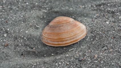 Pfeffermuschel am Strand