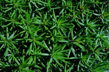 leaves of small flowers only increased in spring